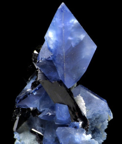 mineralists:  Blue Benitoite crystals with black Neptunite.San