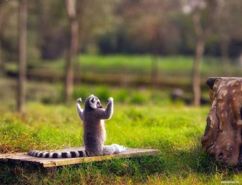 henk-heijmans:  Strongest Lemur in the forest - unknown photographer