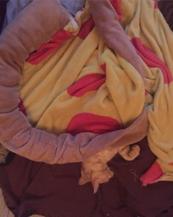 Roommates cat enjoying my pizza blanket 😸🍕  #animallover