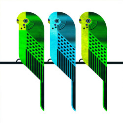 jevajeva:Budgerigars,   Melopsittacus undulatus  