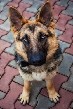 thenewetd:  magnetic eyes - My dog, Nina - garfieldgreen - From