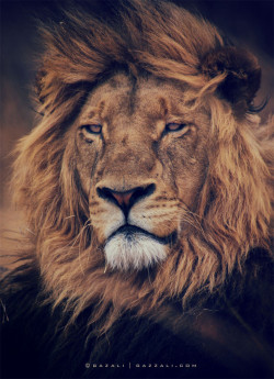 earthandanimals:   Portraits from the wilderness No.30 by Gazali