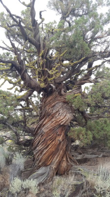 aurosoul: encountered this absolutely magnificent juniper tree