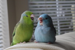 flock-talk:  they scream 