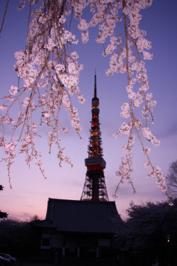 touchdisky:  Sakura, Sunset, and Tokyo Tower | Japan  shinnygogo