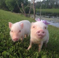 veganpowers-activate:  Priscilla the mini pig and her little