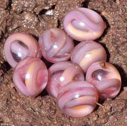 sixpenceee:The following are chikilidae eggs. Chikilidae are