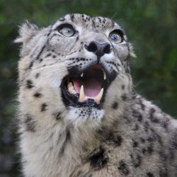 sdzoo:   	Animated by Penny Hyde    	- Ramil the male Snow Leopard