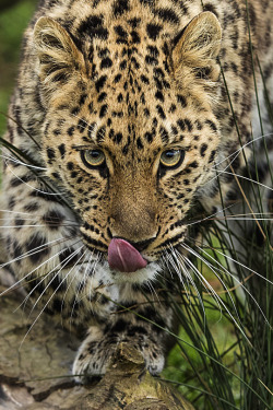 livingpursuit:  Amur Leopard by Colin Langford