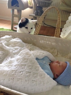 awwww-cute:  Cat is meeting with the son first time (Source: