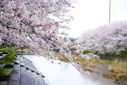 atraversso:  Cherry blossoms  by Yoshihiro Sakai