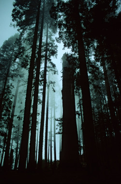 lvndcity:  Tree Cathedral II by Andrew Luyten | Flickr 1996