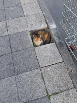 animal-factbook:  Many outdoor cat owners wonder where their