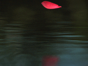 eroticimages:  sometimes it is good to ..just let go ..float