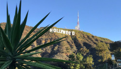 finofilipino:    Cambian el famoso cartel de Hollywood por ‘Hollyweed’