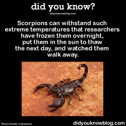 did-you-kno:  Scorpions can withstand such extreme temperatures