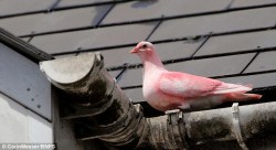 sixpenceee:  This pink pigeon with mysteriously dyed feathers