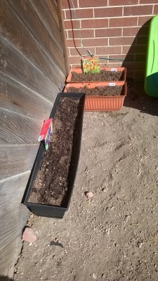 My iris bed in the black planter and my tulips in the orange