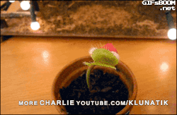tastefullyoffensive:  Video: Charlie the Venus Flytrap Wishes