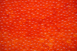 wrotten:Chum Salmon Eggs