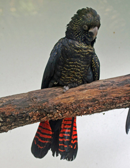 deermary:  Red tailed black cockatoo females (Calyptorhynchus banksii) of Austrailia 