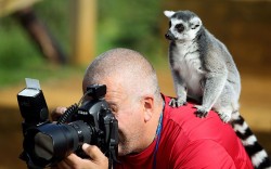 theanimalblog:  A ring-tailed Lemur sits on a photographer’s