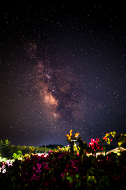 galaxyshmalaxy:Milky way and flowers (by andershanssen@me.com)
