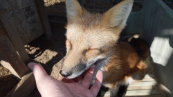 foxesarethebestanimals: The many antics of vulpes vulpes, being