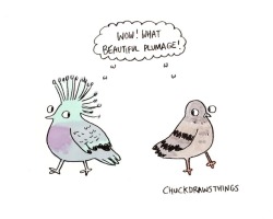 chuckdrawsthings:  my friend showed me a victoria crowned pigeon