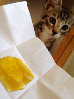 purplekisses710:  Ham always watching me take dabs 😻🍯 