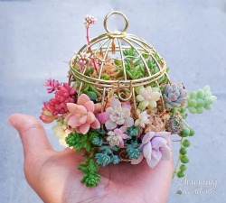 rabbitindisguise: Naughty succulents get put in the plant cage