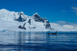 volk-morya:  orcas on the hunt by kaitlyn rose on Flickr 