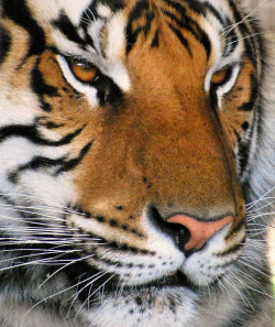 beautiful-wildlife:  Beautiful Siberian Tiger by Nathan Fischer