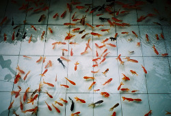 punklullaby:  E non capisci gli incubi dei pesci rossi  