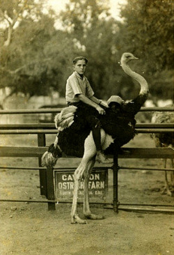 Steve Chasmar - Ferme d'Autruche à South Pasadena, Californie,