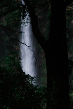 natvrist:  ponderation:  Night in Jungle by Breno Machado  nothing
