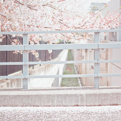 Sakura Days : Petals on the Bridge (by shuji+) 