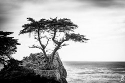 Photo: Joe Boyle Photography Lonely Cyprus in Monterey Bay http://www.joeboylephotography.com/monterey-california