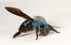 viralthings:Not all bees are yellow. Here’s a Blue Carpenter