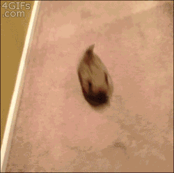 4gifs:  Puppy bread loaves. [video] 