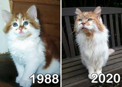 dragonfoxgirl: egaddette:  justcatposts:  A cat adopted in 1988