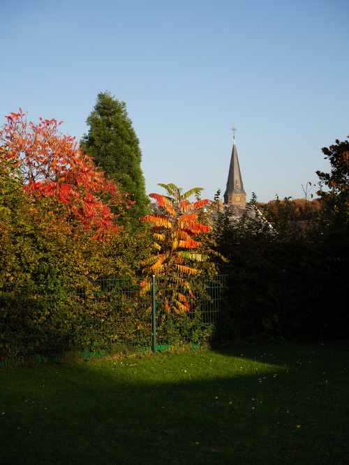 waidwund:  golden villageness autumn in the far west of germany