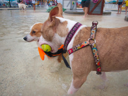 emmathebean:  How to Throw Shade at the dog who stole your ball…