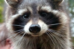 catsbeaversandducks:  October 1st is International Raccoon Appreciation