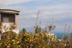  Lemon trees by the sea, Capri Italy.    Let’s go…