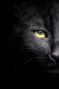 robert-dcosta:  Black Cat || © || Robert D’Costa || 