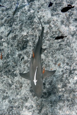 visualechoess:  Shark, Bora Bora - © John Harrison 