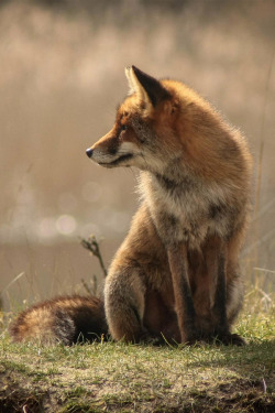    Wild Fox : (©)   by GitLob 