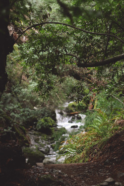 predictablytypical: Through the forest, chasing waterfalls