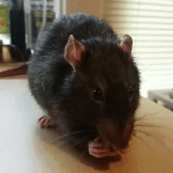 I think your blog needs different kinds of pets… like my rat